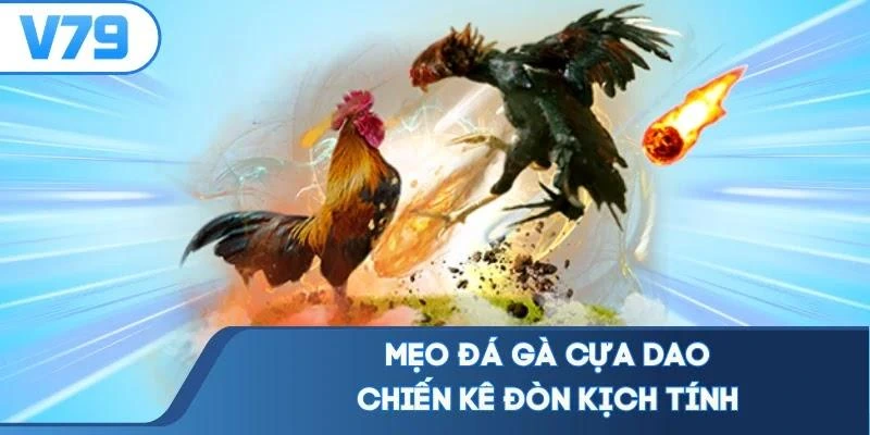 Mẹo đá gà cựa dao chiến kê đòn kịch tính