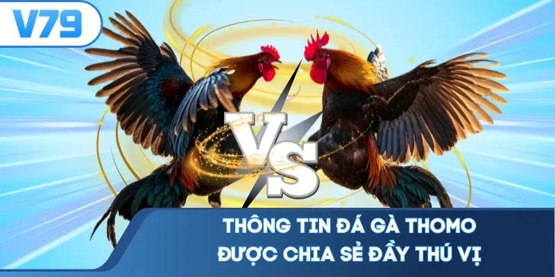 Thông tin đá gà Thomo được chia sẻ đầy thú vị